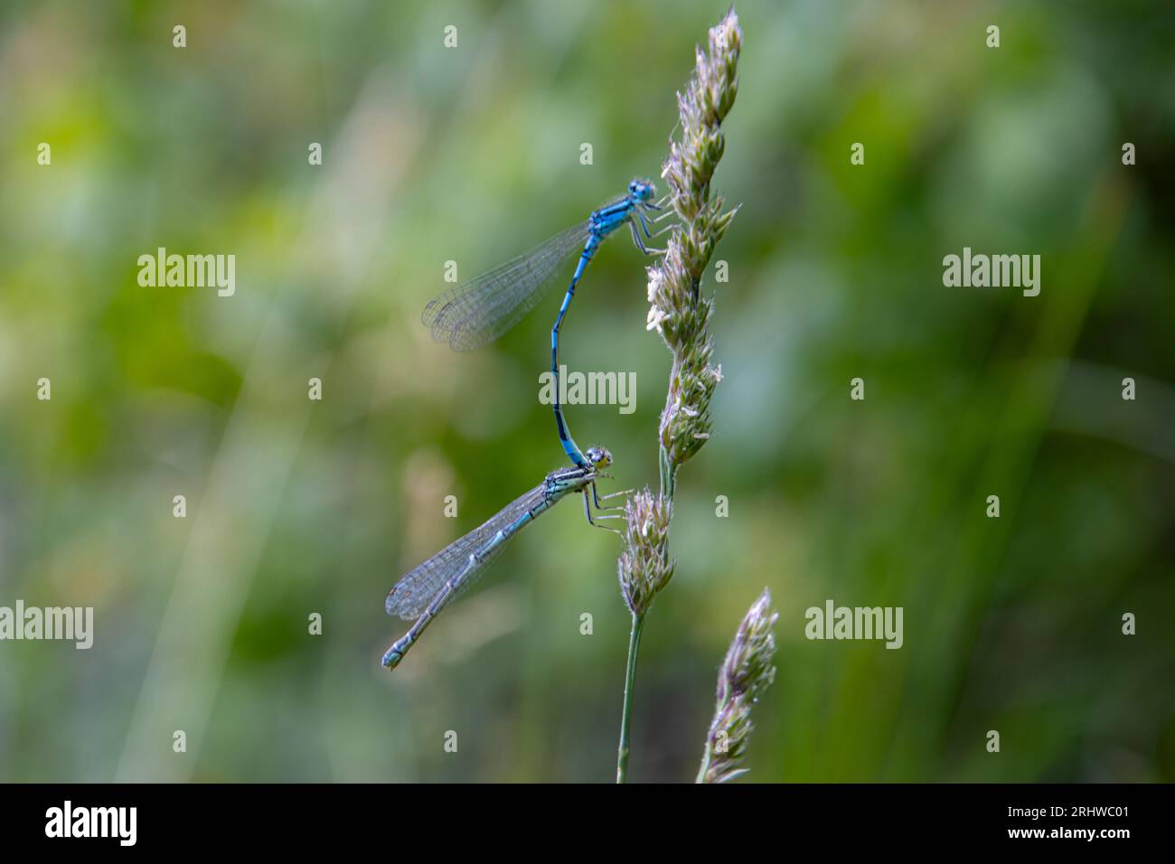 Azure damselflies mating, Coenagrion puella Stock Photo - Alamy