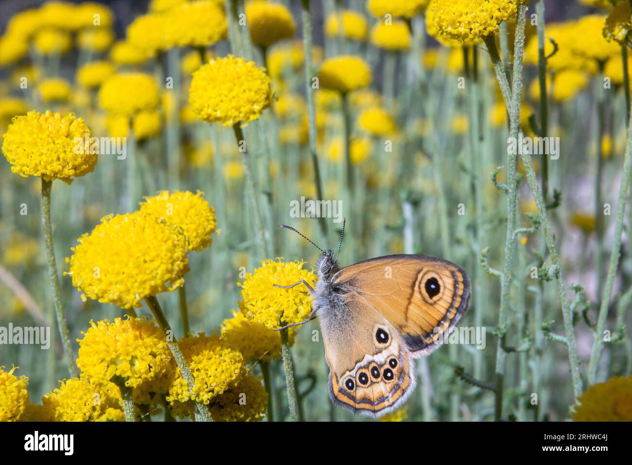 Coenonympha butterfly on chamomile flowers of the species Santolina chamaecyparissus, Alcoy, Spain Stock Photo