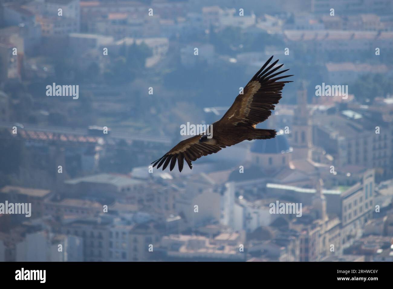 Griffon vulture with background of Alcoy city center and Santa Maria church, Spain Stock Photo