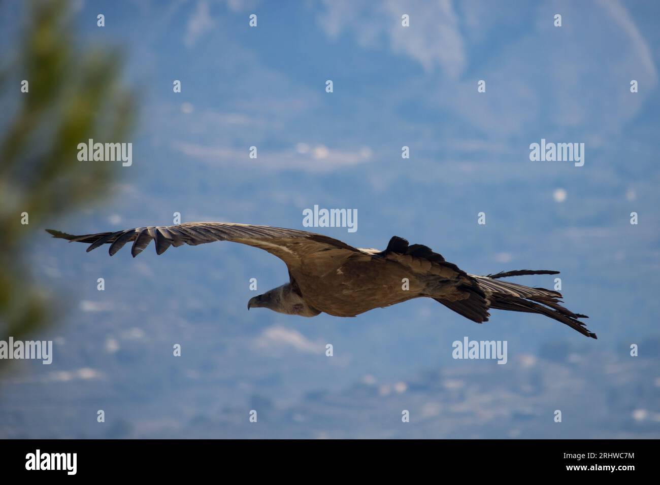 Rear view of gyps fulvus flying in Parque Natural dels Voltors, Alcoy, Spain Stock Photo