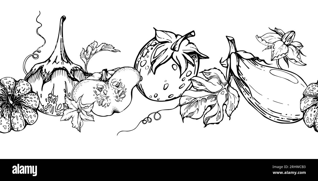 Hand drawn ink vector pumpkin gourd squash flower, tendrils and leaf