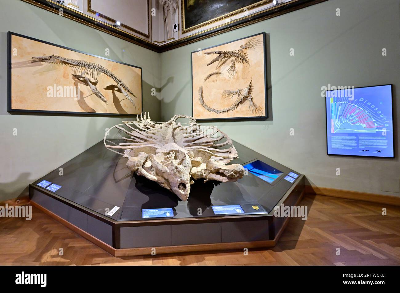 Vienna, Austria. August 16, 2023. Natural History Museum at Burgring 7, 1010 Vienna. Skeleton of an Archelon ischyros Stock Photo