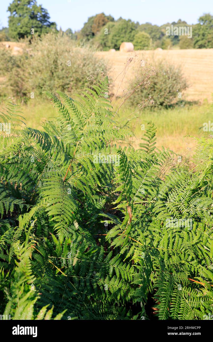 Végétation dans la nature. Fougères ou Filicophytes (Filicophyta) dans la campagne en Corrèze. Limousin, Nouvelle Aquitaine, France, Europe Stock Photo