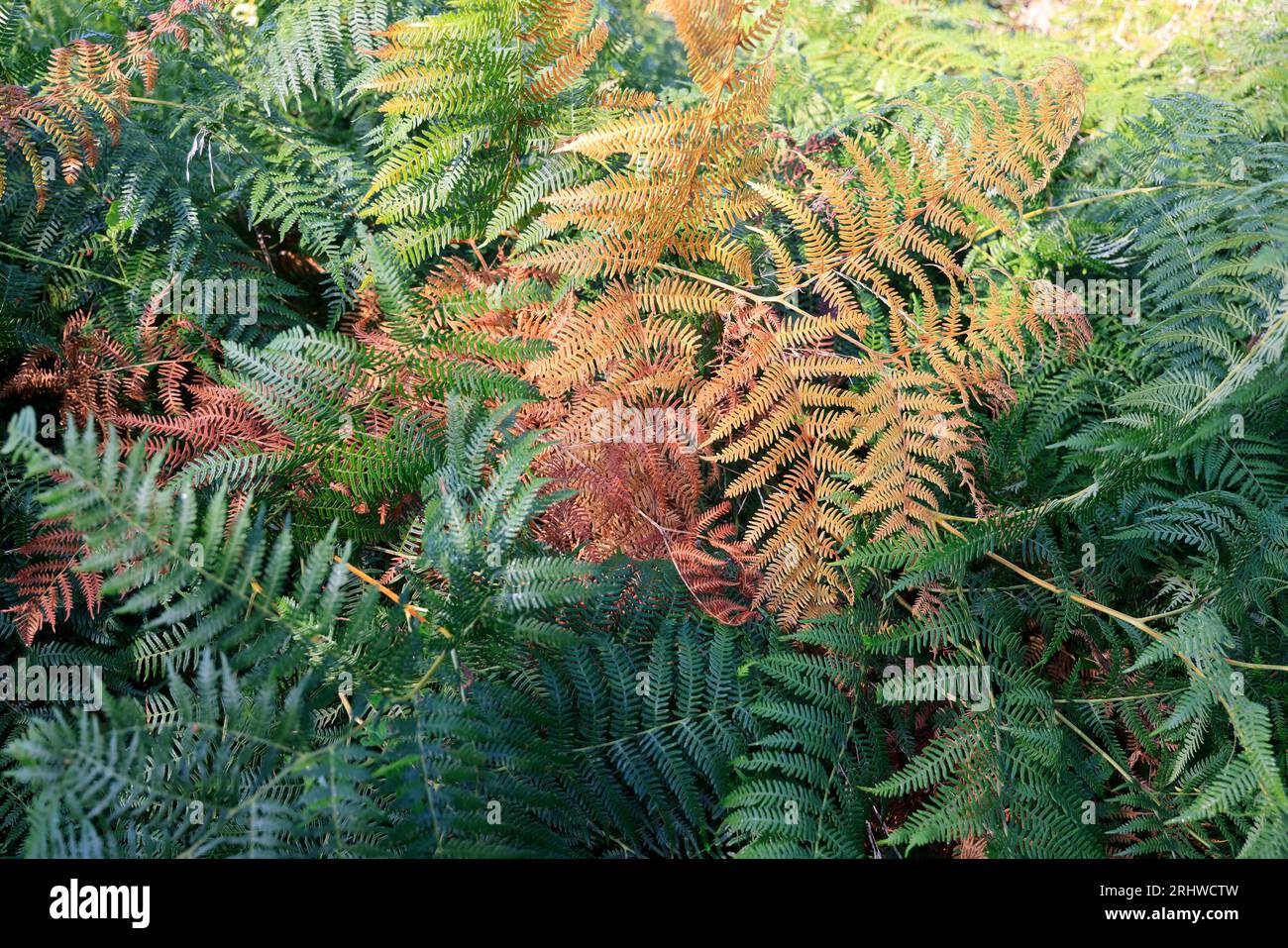 Végétation dans la nature. Fougères ou Filicophytes (Filicophyta) dans la campagne en Corrèze. Limousin, Nouvelle Aquitaine, France, Europe Stock Photo
