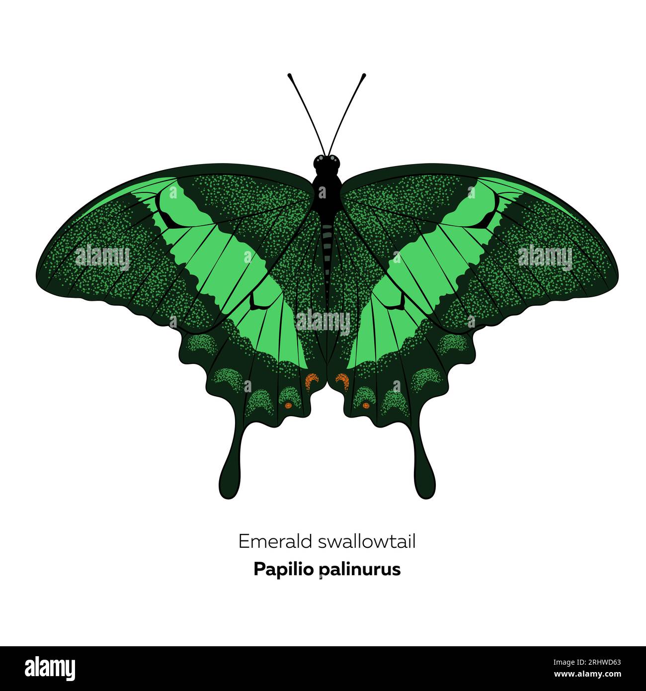 Emerald swallowtail butterfly. Papilio palinurus. Vector illustration isolated on white background. Stock Vector