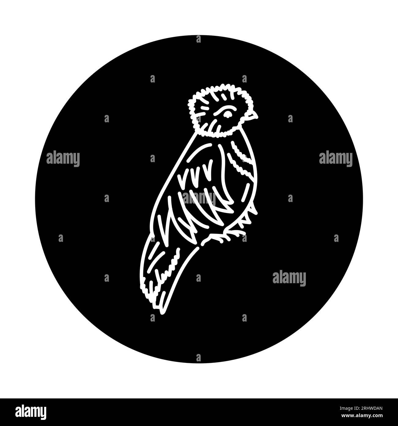 Quetzal feathers Black and White Stock Photos & Images Alamy