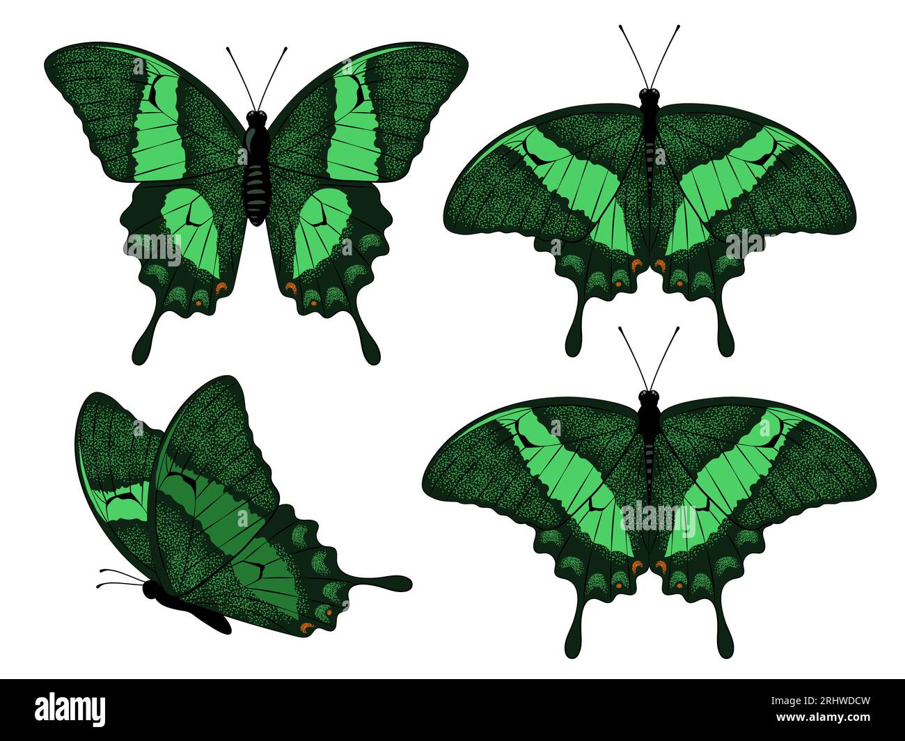 Emerald swallowtail butterflies set. Papilio palinurus. Vector illustration isolated on white background. Stock Vector