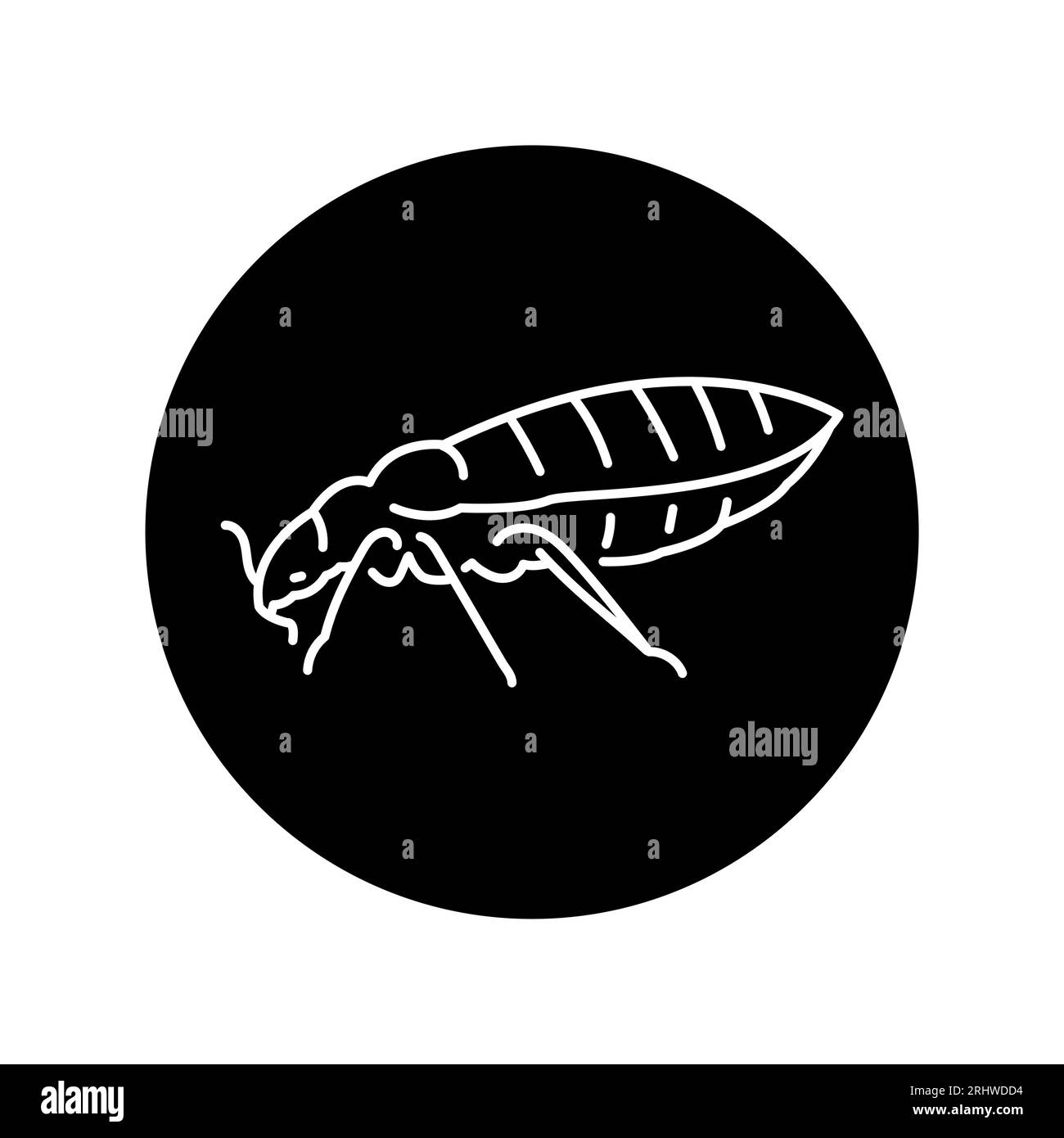Bed bug Black and White Stock Photos & Images - Alamy