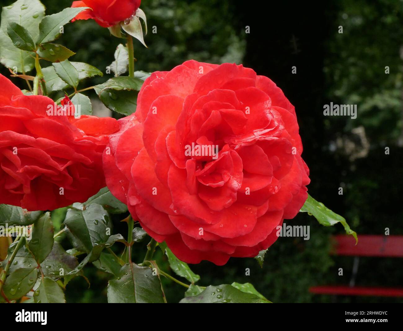 Red roses background. Flowers close view wallpaper Stock Photo - Alamy