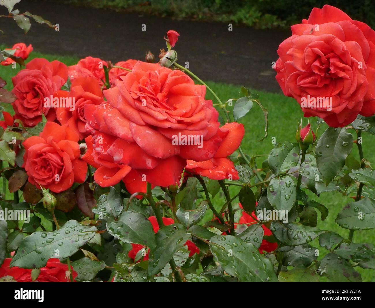 Red roses background. Flowers close view wallpaper Stock Photo - Alamy