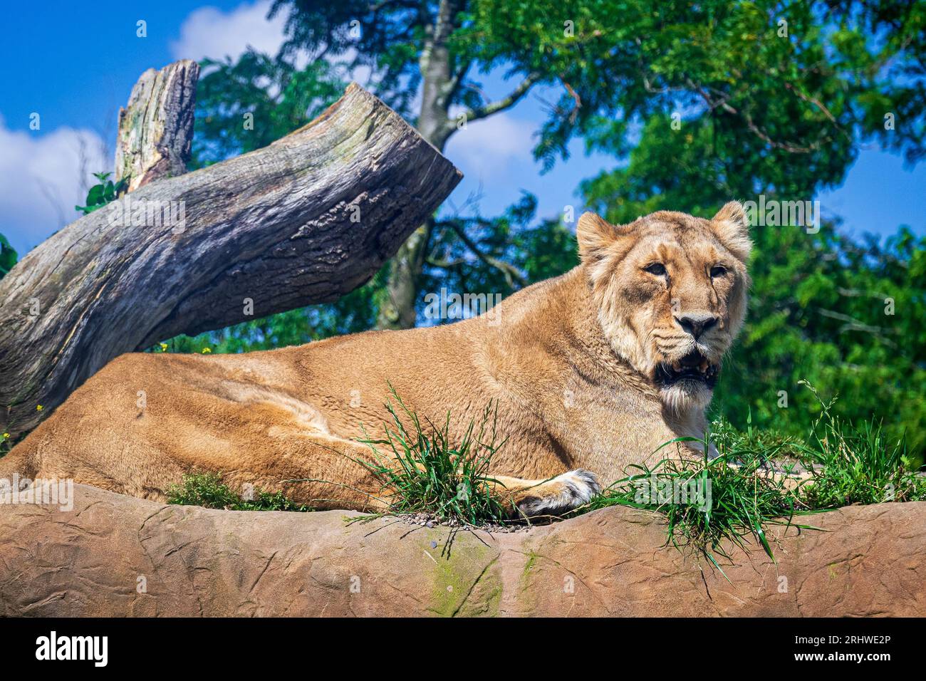 An asian lioness basks in the sunshine Stock Photo