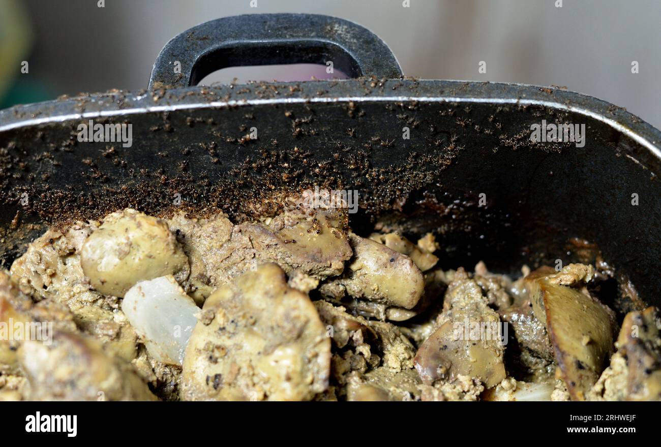Large numbers  from ant colony picking up and transferring food of cooked chicken liver from a cooking pot to their colony stores for survival, ants a Stock Photo