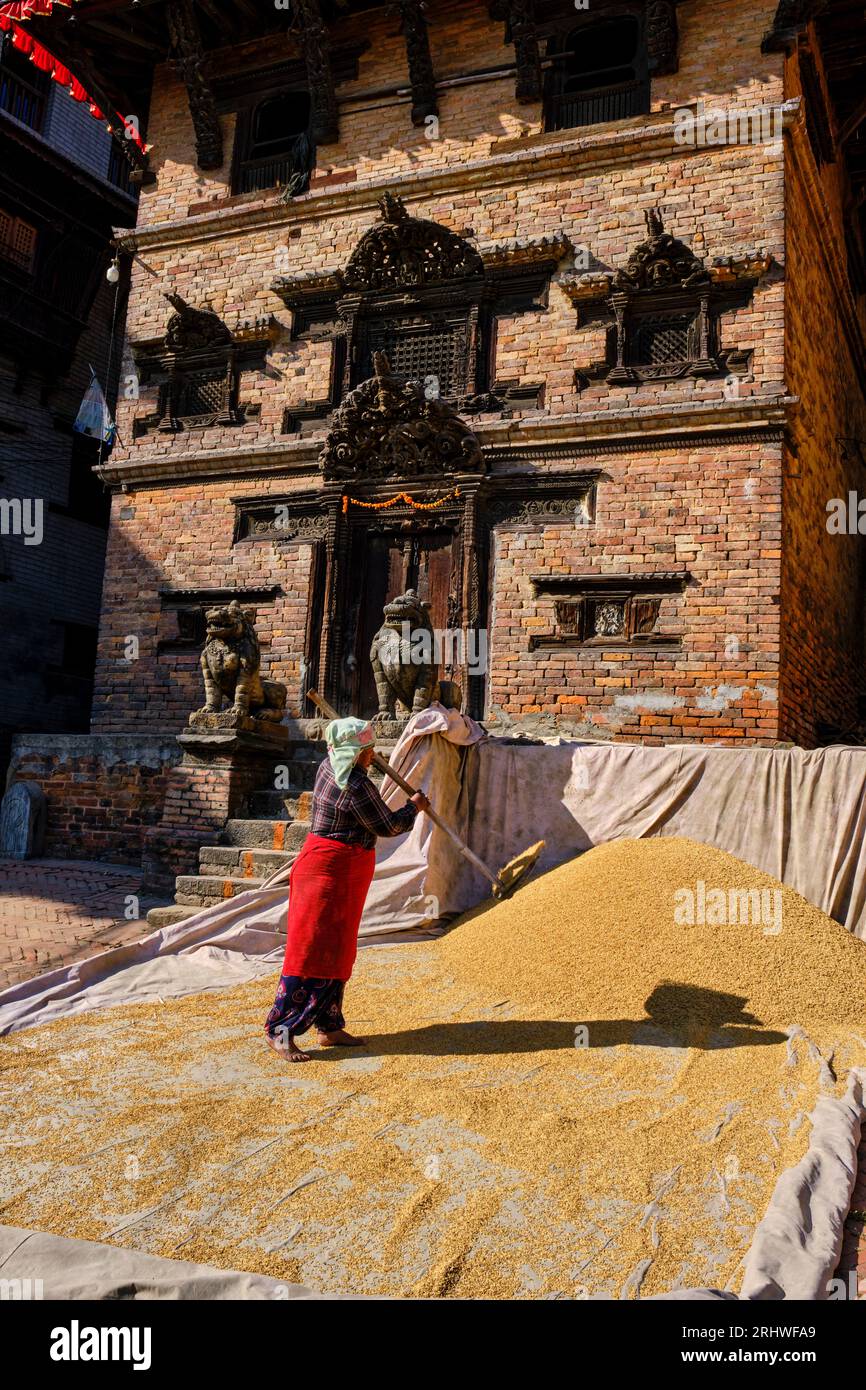 Nepal, Kathmandu valley, Bhaktapur city, rice drying Stock Photo