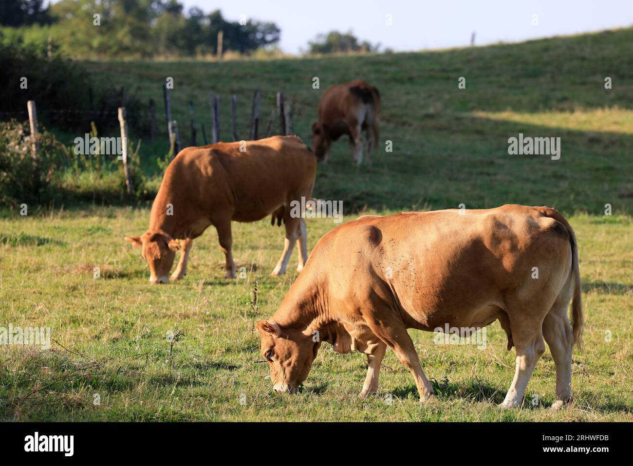 Vaches à viande limousines dans la campagne du Limousin. Cette race de vache est internationalement connue. Corrèze, Limousin, France, Europe Stock Photo