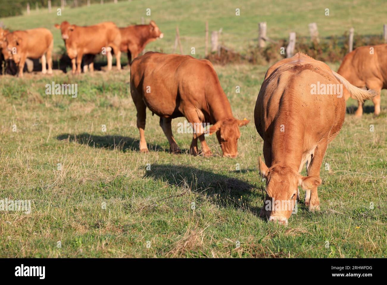 Vaches à viande limousines dans la campagne du Limousin. Cette race de vache est internationalement connue. Corrèze, Limousin, France, Europe Stock Photo