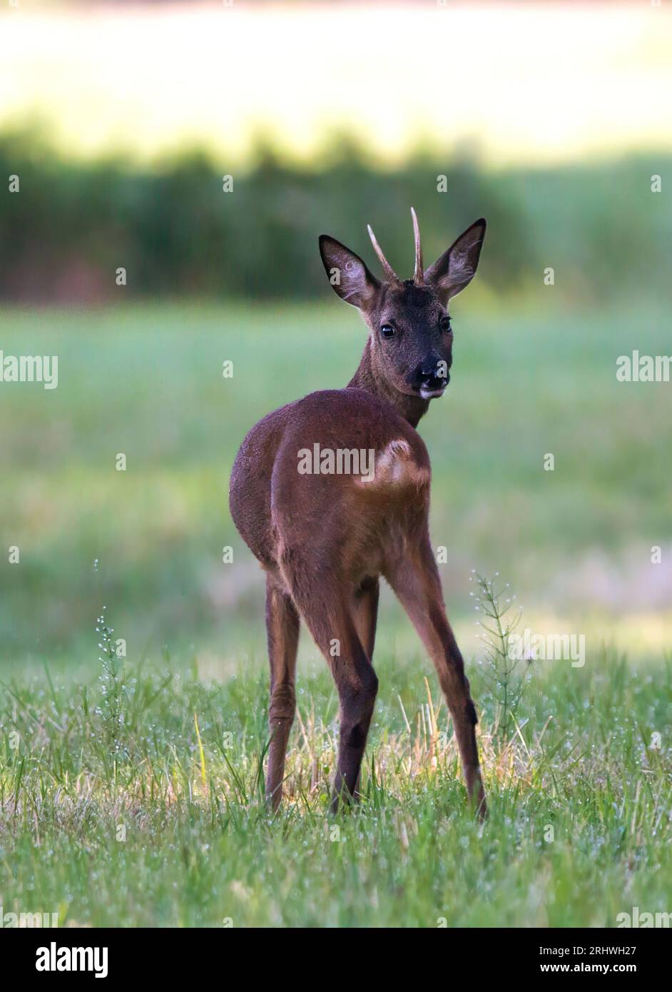 wildlife roebuck deer Stock Photo