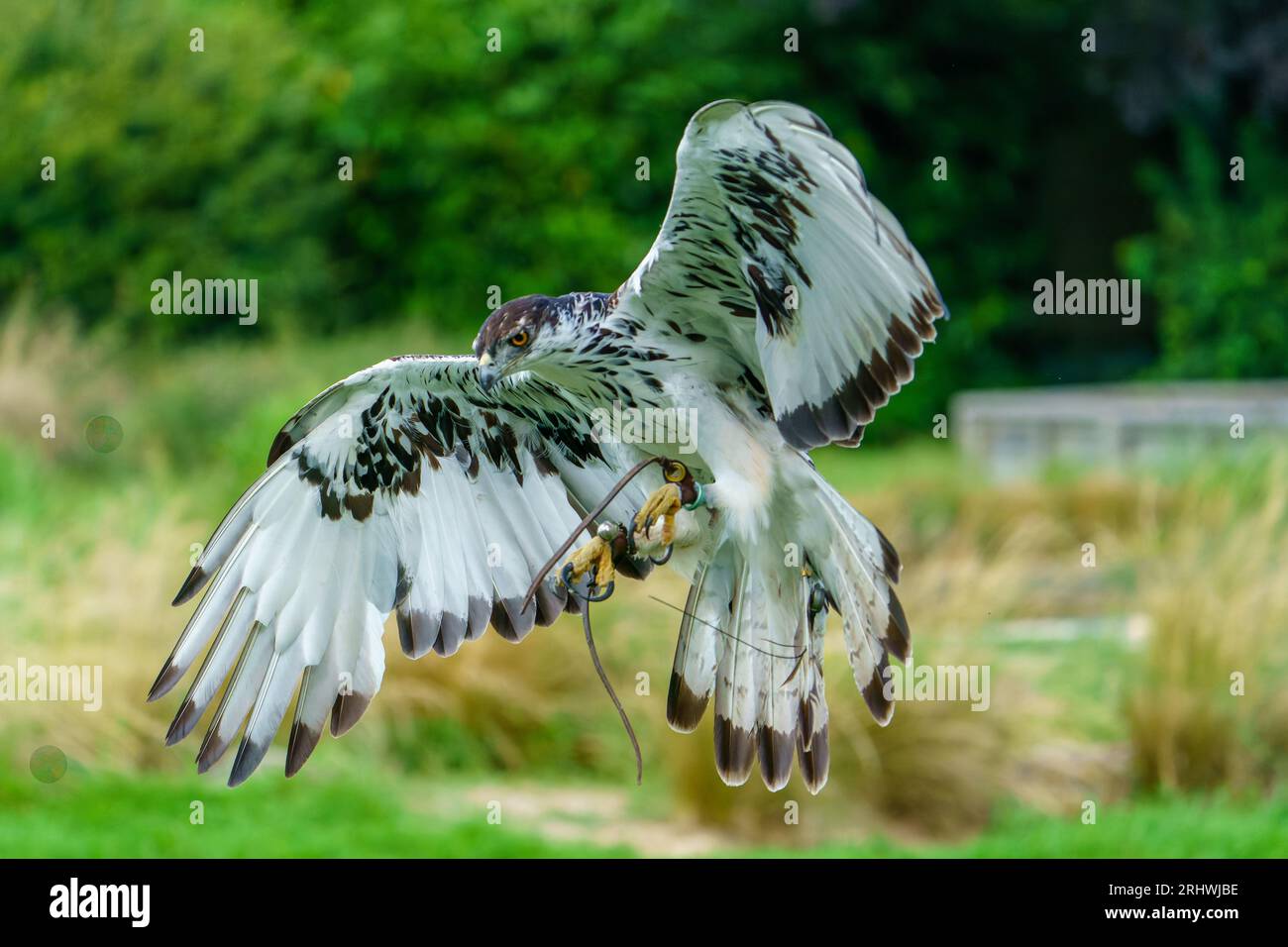 African hawk eagle (Hieraaetus spilogaster) Stock Photo