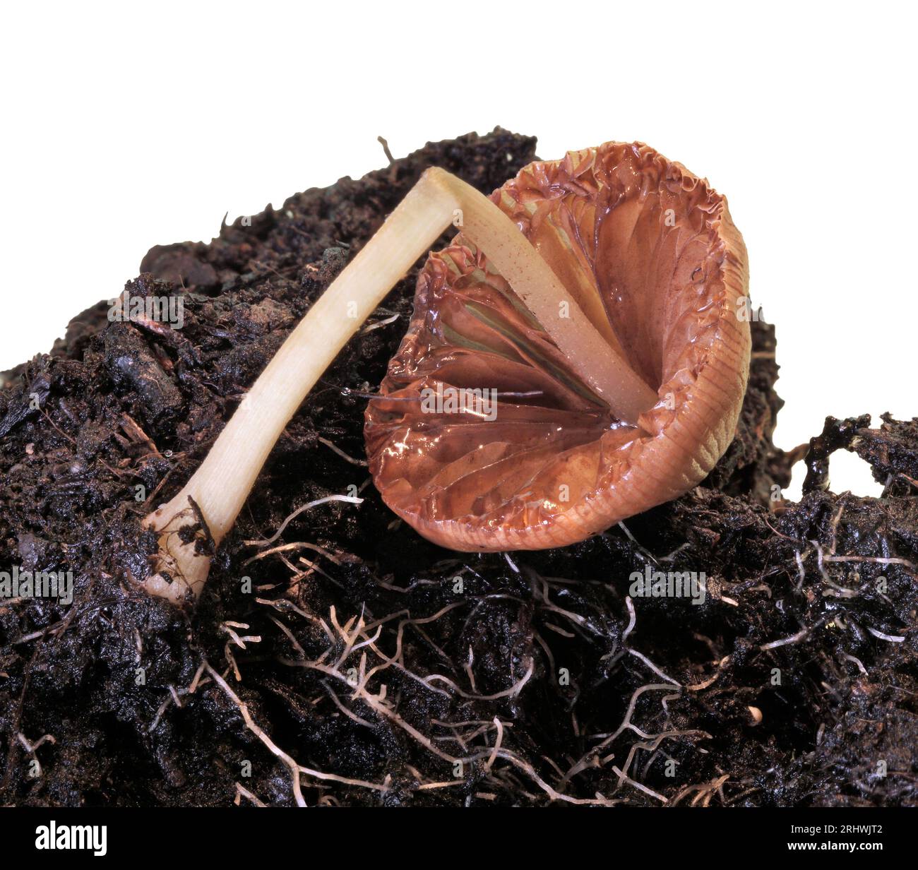 Pilz hintergrund hi-res stock photography and images - Alamy