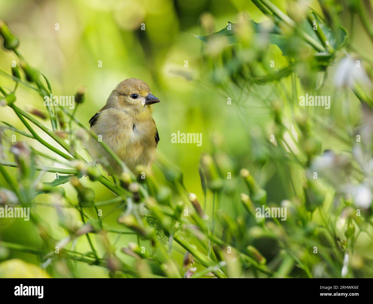 A goldfinch sits in an American burnweed feeding on its feathery seeds. Stock Photo