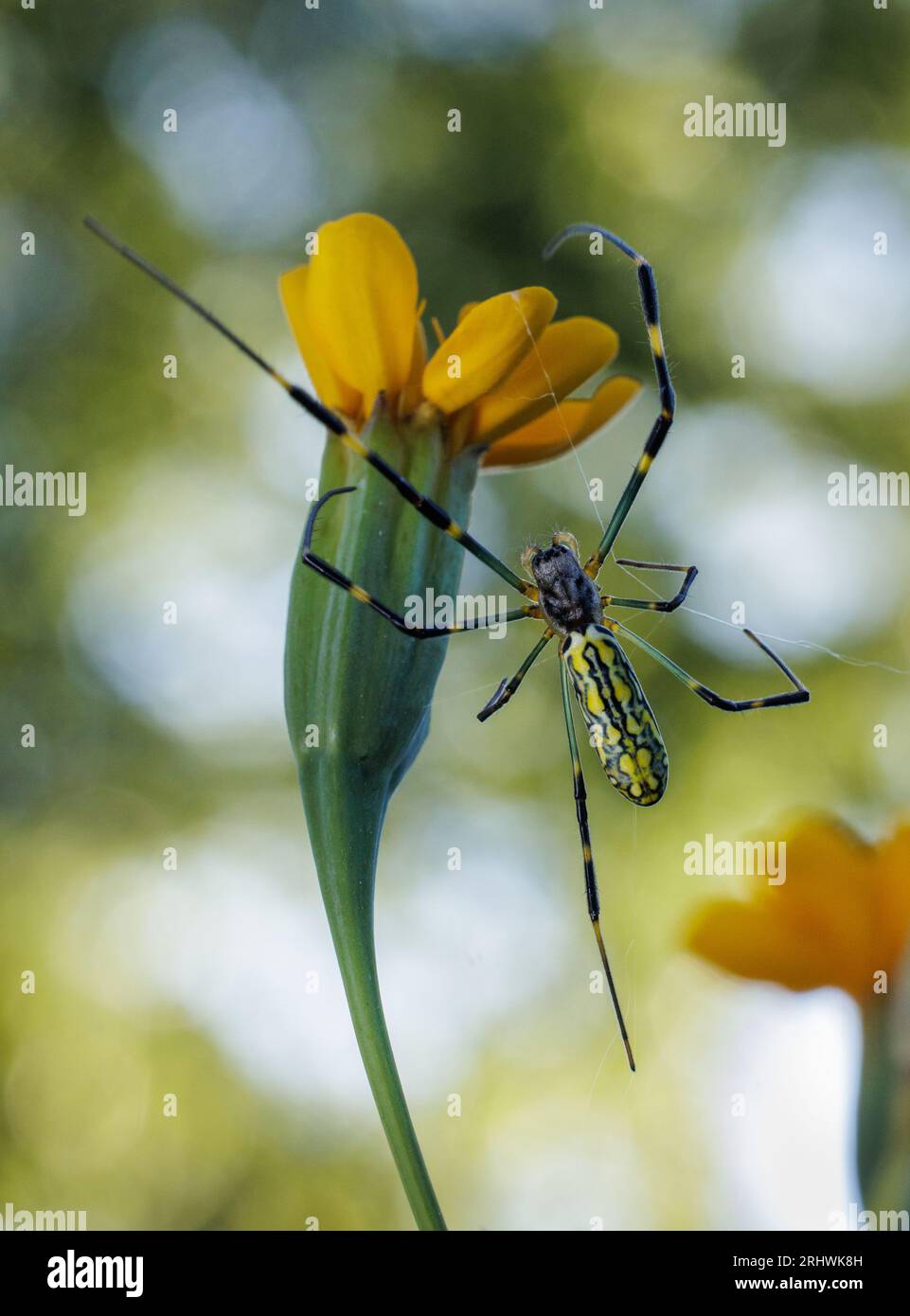Joro spider (Trichonephila clavata) - Hall County, Georgia. A female joro spider constructs a web using the bloom of a marigold flower. Stock Photo