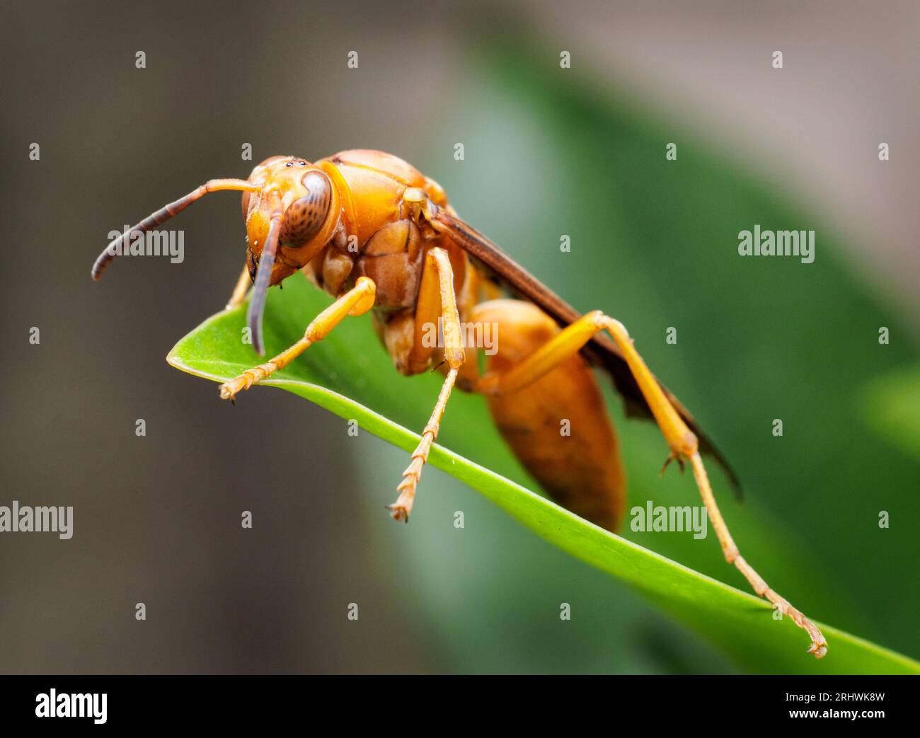 Fine-back red paper wasp (Polistes carolina) - Hall County, Georgia. A wasp eyes the photographer while its picture is taken. Stock Photo