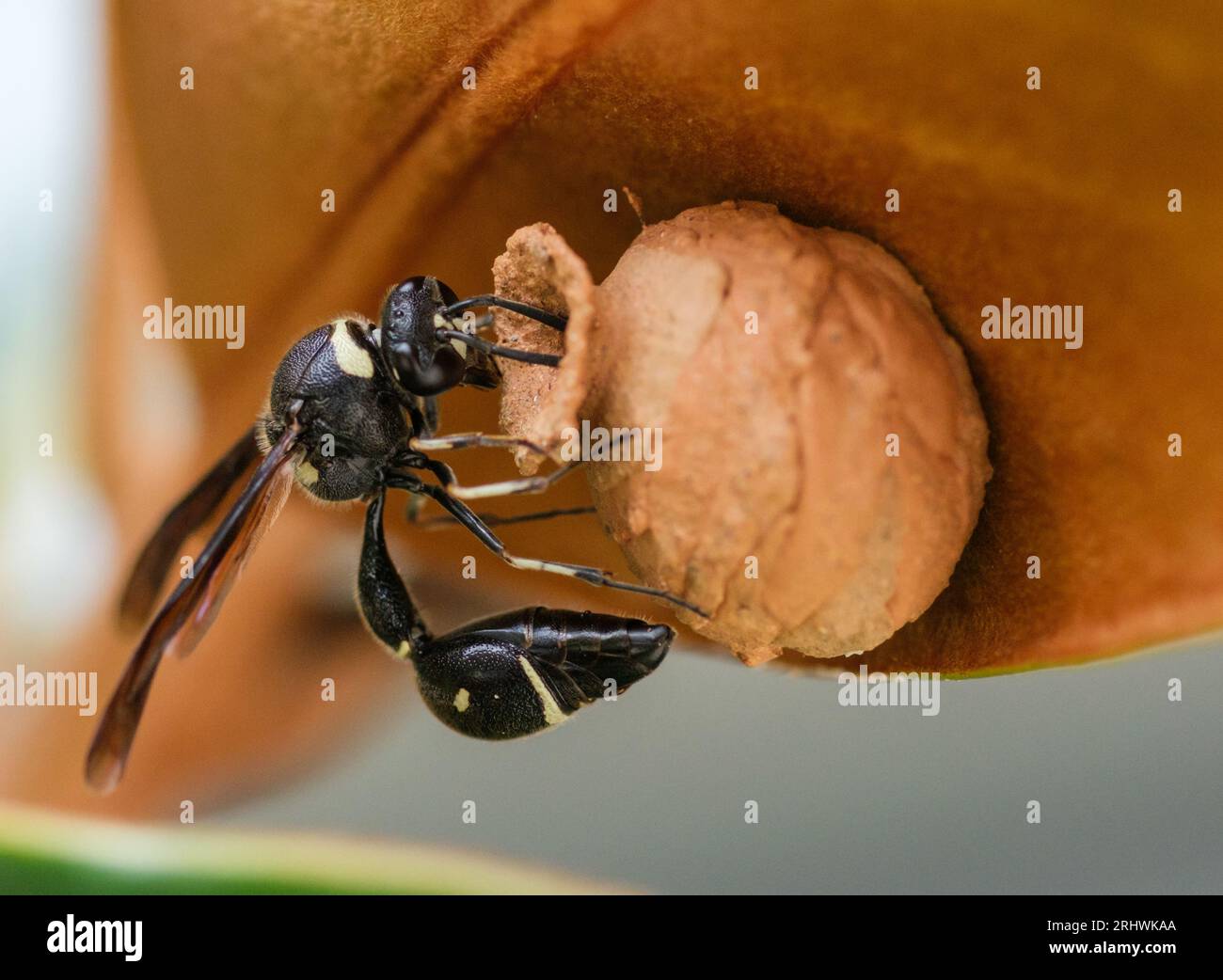 Potter wasp (Eumenes fraternus) - Hall County - Georgia. A potter wasp works on its nest before laying eggs inside. Stock Photo