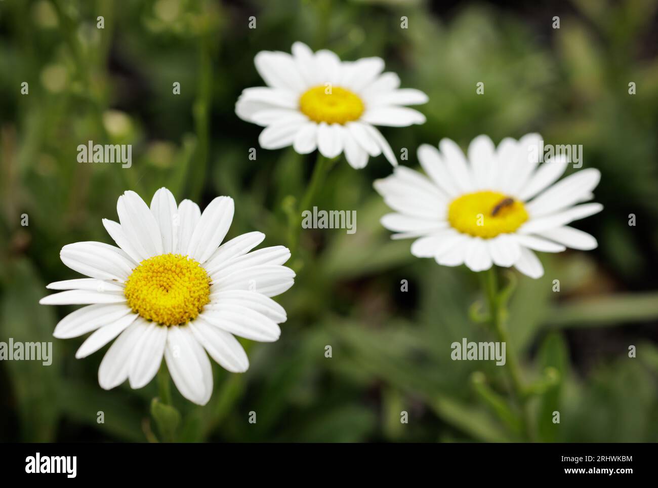 The pure white blooms of the daisies on a summer afternoon. Stock Photo
