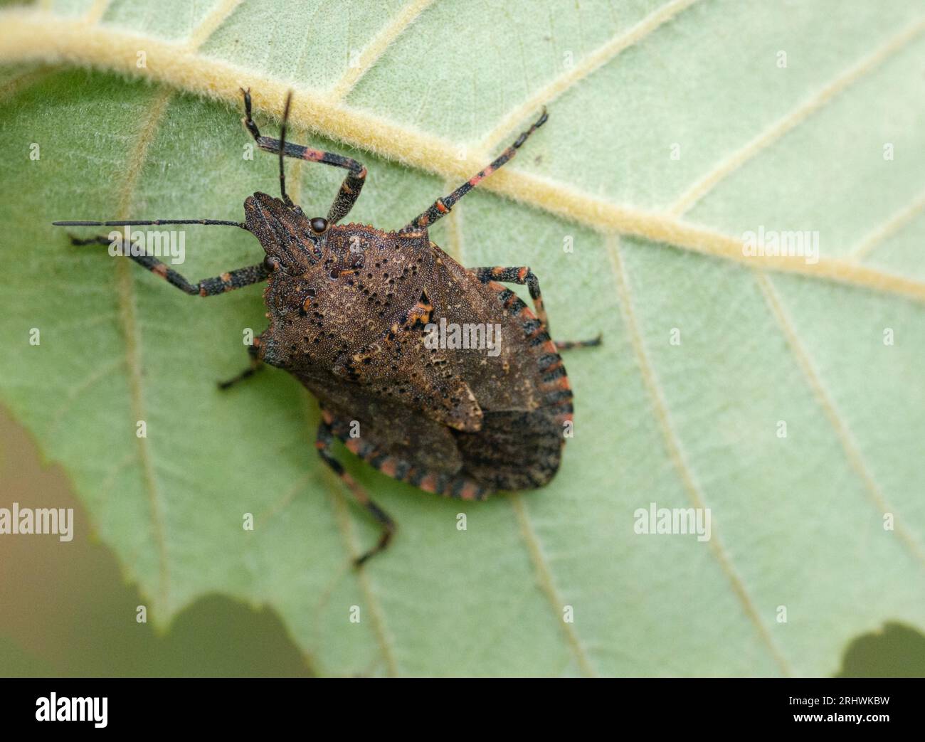 Four-humped stink bug (Brochymena quadripustulata). A stink bug hides