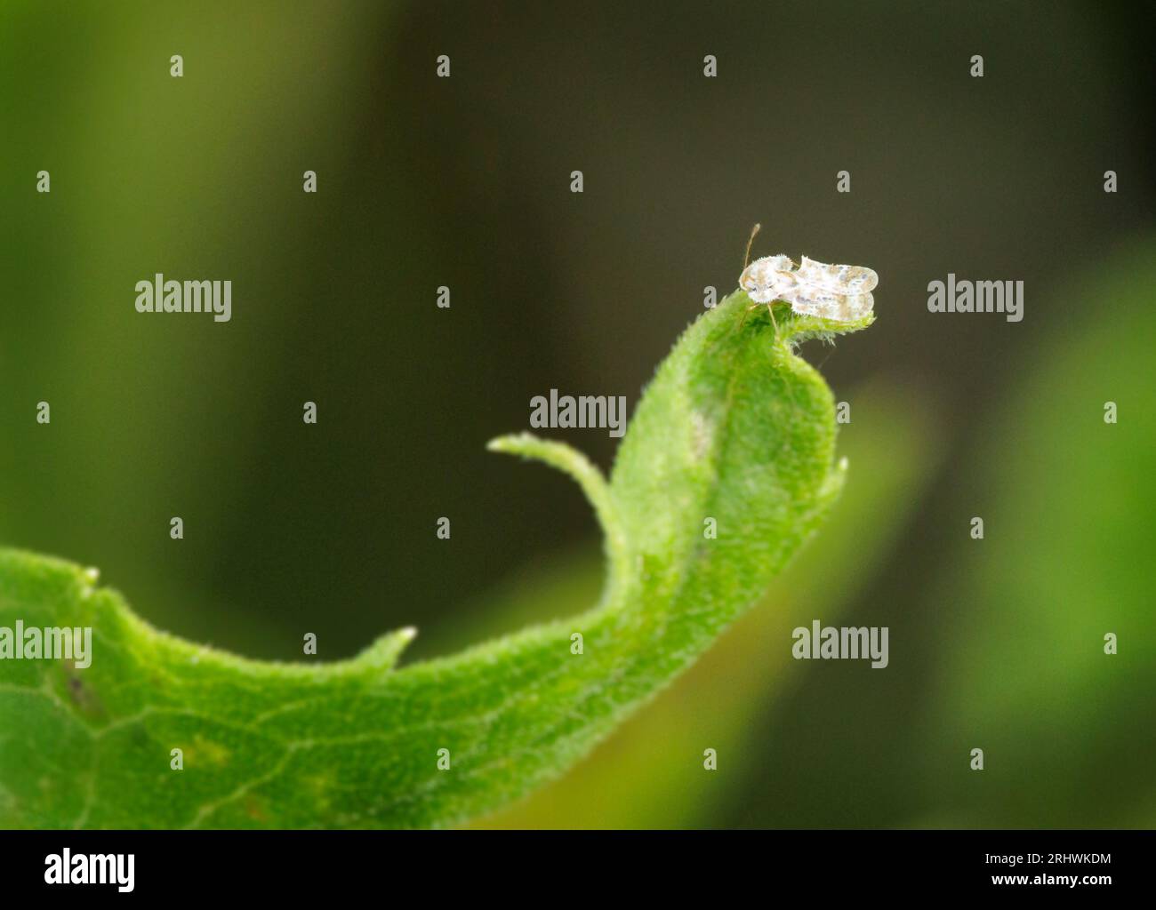 A lace bug sits on the end of the slender leaf of a plant. Stock Photo