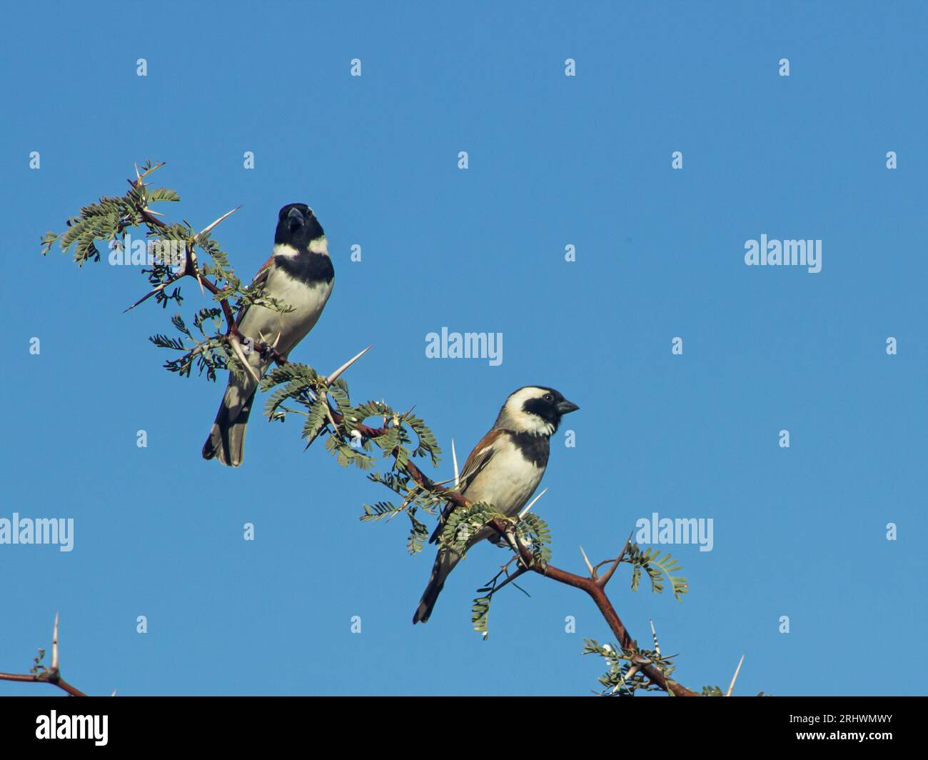 Two Cape Sparrows, Passer Melanurus, perched like on the old South African one cent, on a thorn tree branch Stock Photo