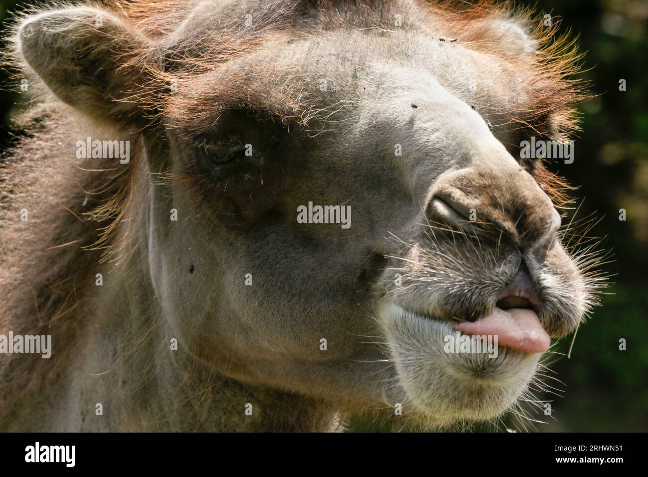 Camel funny hi res stock photography and images Page 34 Alamy