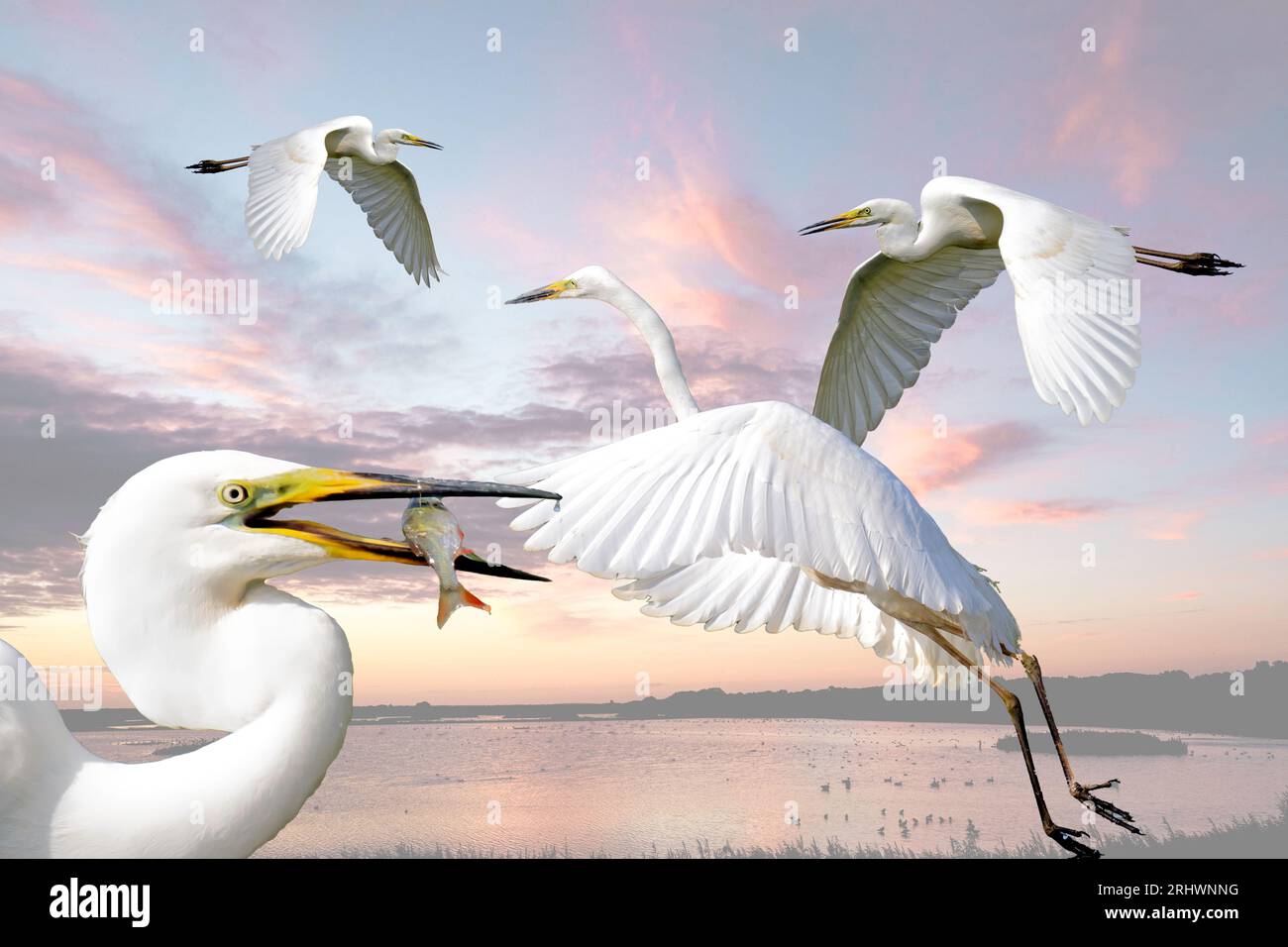 A photo montage of great white egrets Stock Photo