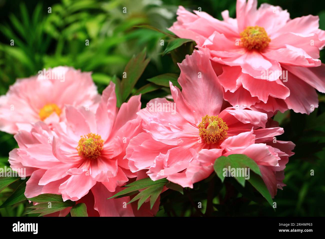 pink Peony flowers blooming in the garden with green leaves Stock Photo ...