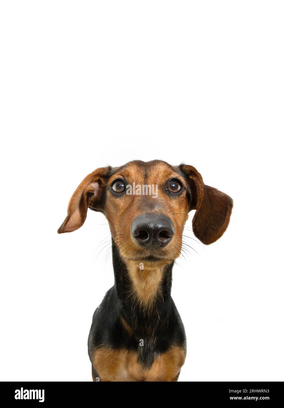 Attentive dachshund puppy dog looking at camera with big ears. Isolated on white background Stock Photo