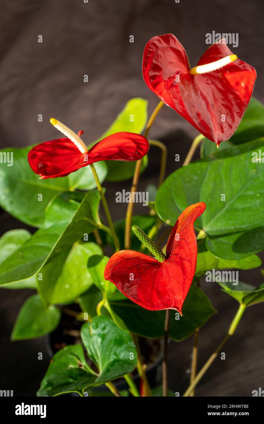 Anthurium buds on black background. Red home flower with a yellow center.  Flower in the shape of a heart. Anthurium andraeanum Araceae or Arum  symbolize hospitality. Red flamingo anthurium. Petal leaf Stock