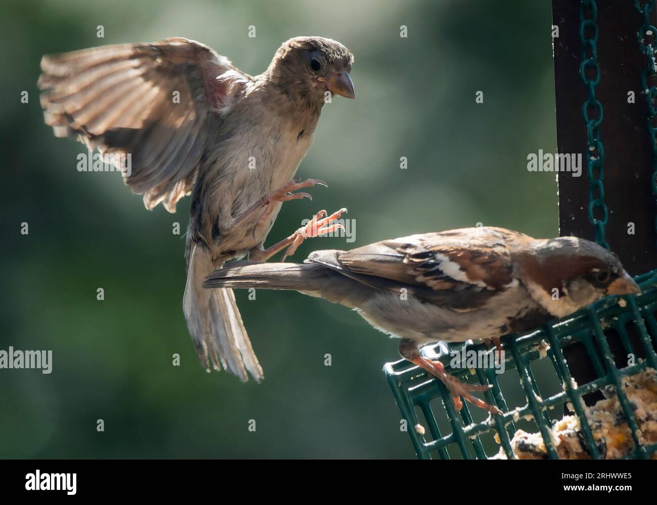 Two Sparrows on the suet bird feeder Stock Photo Alamy
