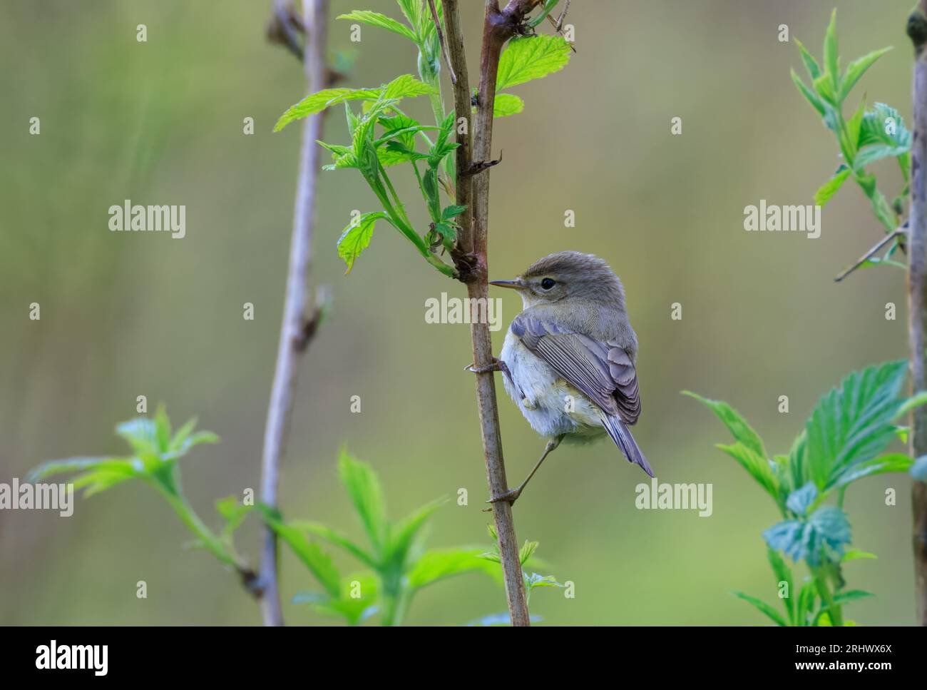 Common Chiffchaff(Phylloscopus collybita) looking back at camera sitting on raspberry stalk, Bialowieza Forest, Poland, Europe Stock Photo