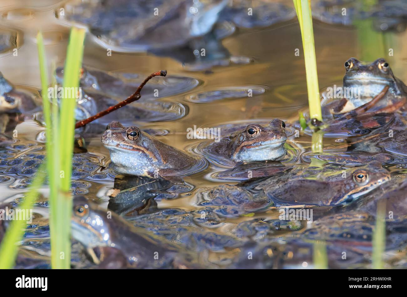 Moor Frogs (Rana arvalis) head over water looking at camera, Bialowieza forest, Poland, Europe Stock Photo