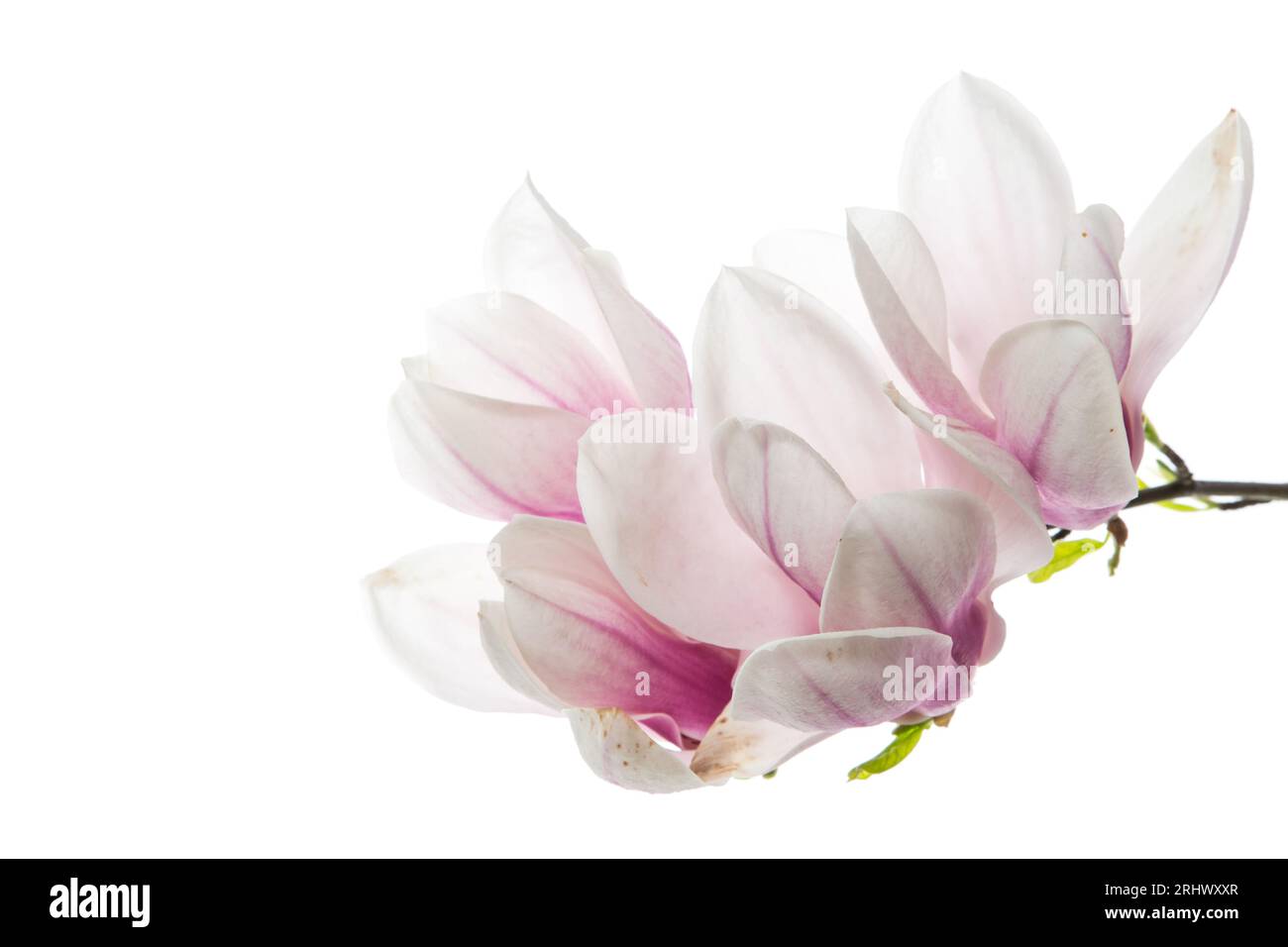 Branch with blooming pink Magnolia flowers isolated on white background ...