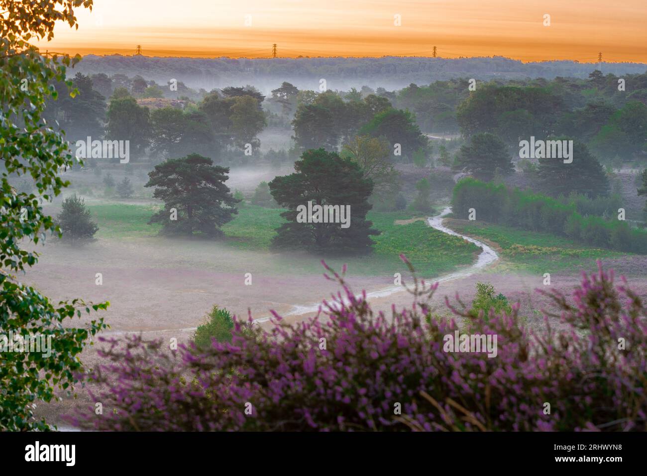Spectacular golden sunrise with rays of sun over the blooming heather, which turned into field with a purple colour with some thin layers of fog. Stock Photo