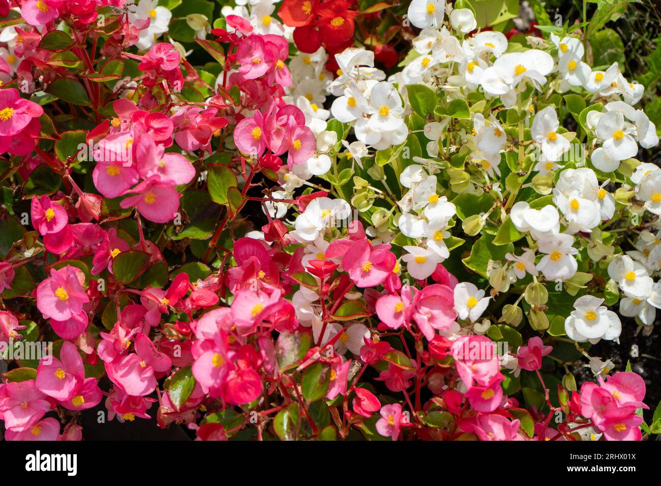 Multi-colored begonias on a street flower bed. Red, pink and white begonia. Flower arrangement in the garden. Garden landscape design. Grow flowers outside. Flowering in summer. Simple plants tuberous Stock Photo