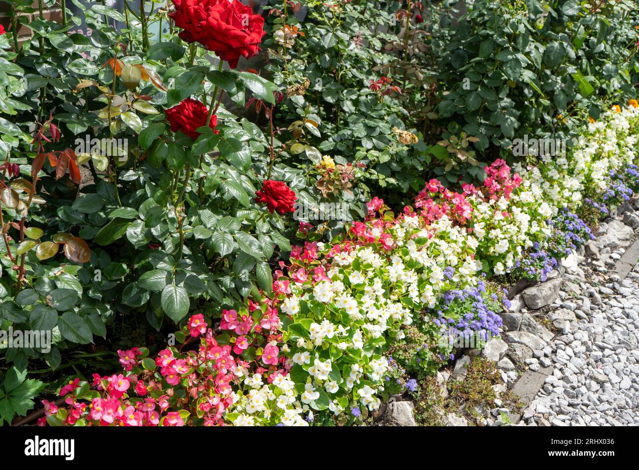 Multi-colored begonias on a street flower bed. Red, pink and white begonia. Flower arrangement in the garden. Garden landscape design. Grow flowers outside. Flowering in summer. Simple plants tuberous Stock Photo