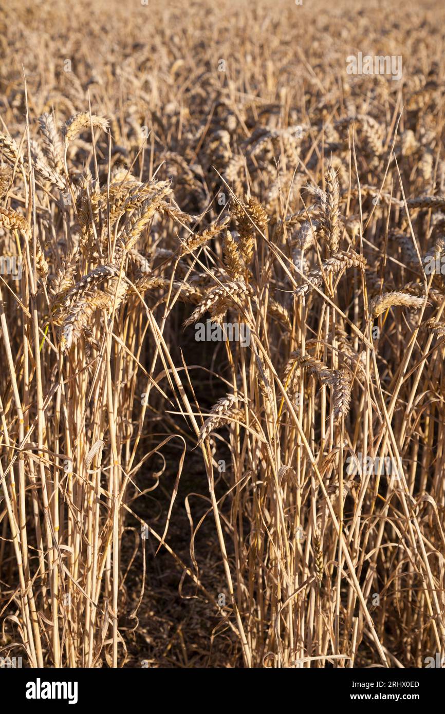 Wheat growing in field, Scotland Stock Photo