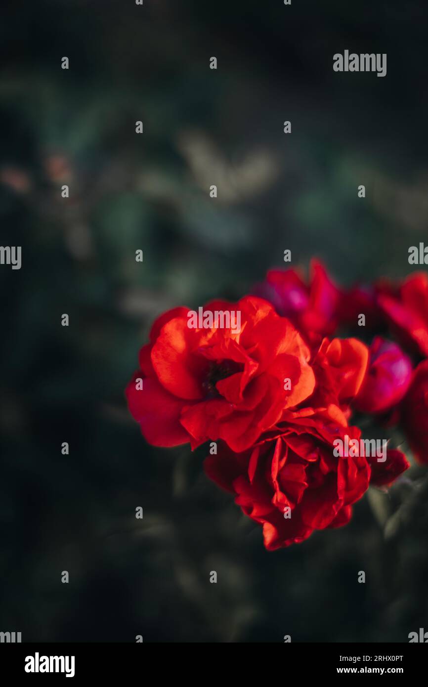 Wild red roses growing in the nature. Flowering and blooming. Romantic femininity concept Stock Photo