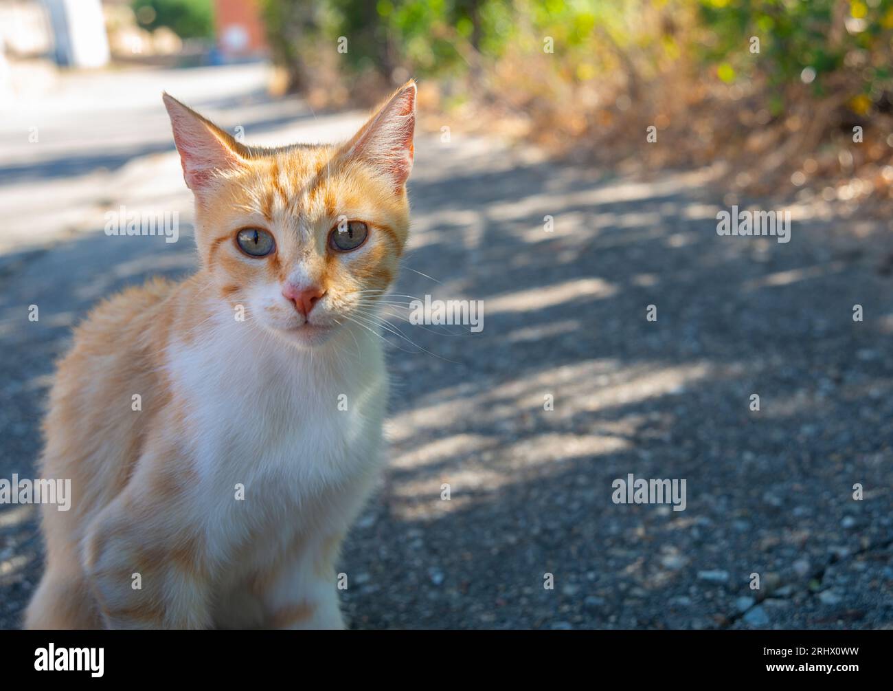 Tabby and white cat. Close view Stock Photo - Alamy