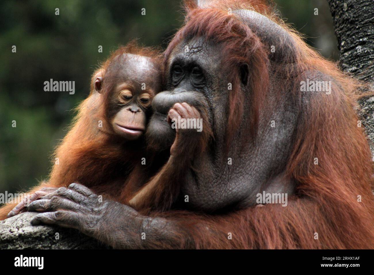 Difference Between Monkeys and Apes - Taman Safari Bali