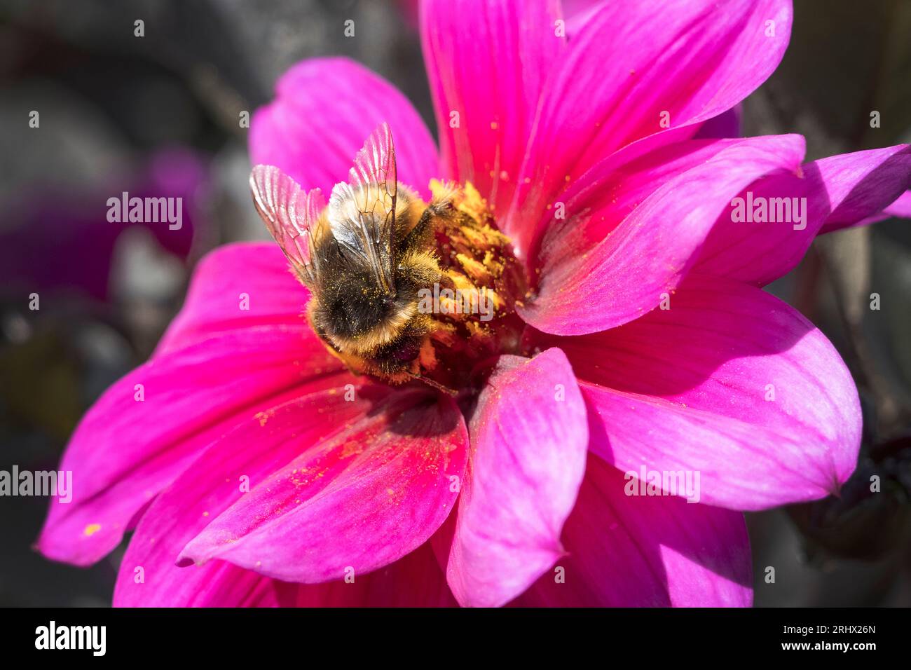 Bumble bee collecting pollen from a Dahlia Fascination flowerin the height of summer on a sunny day Stock Photo