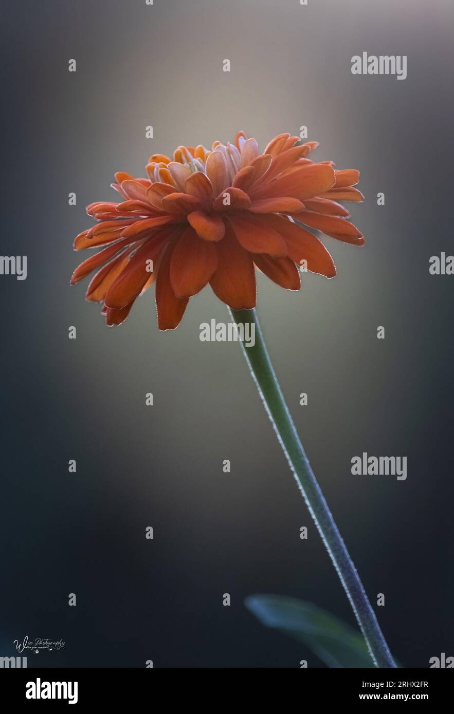 A solitary orange Zinnia blossom profile on a green stem with a neutral dark background and a halo of background light in summer or fall, Pennsylvania Stock Photo