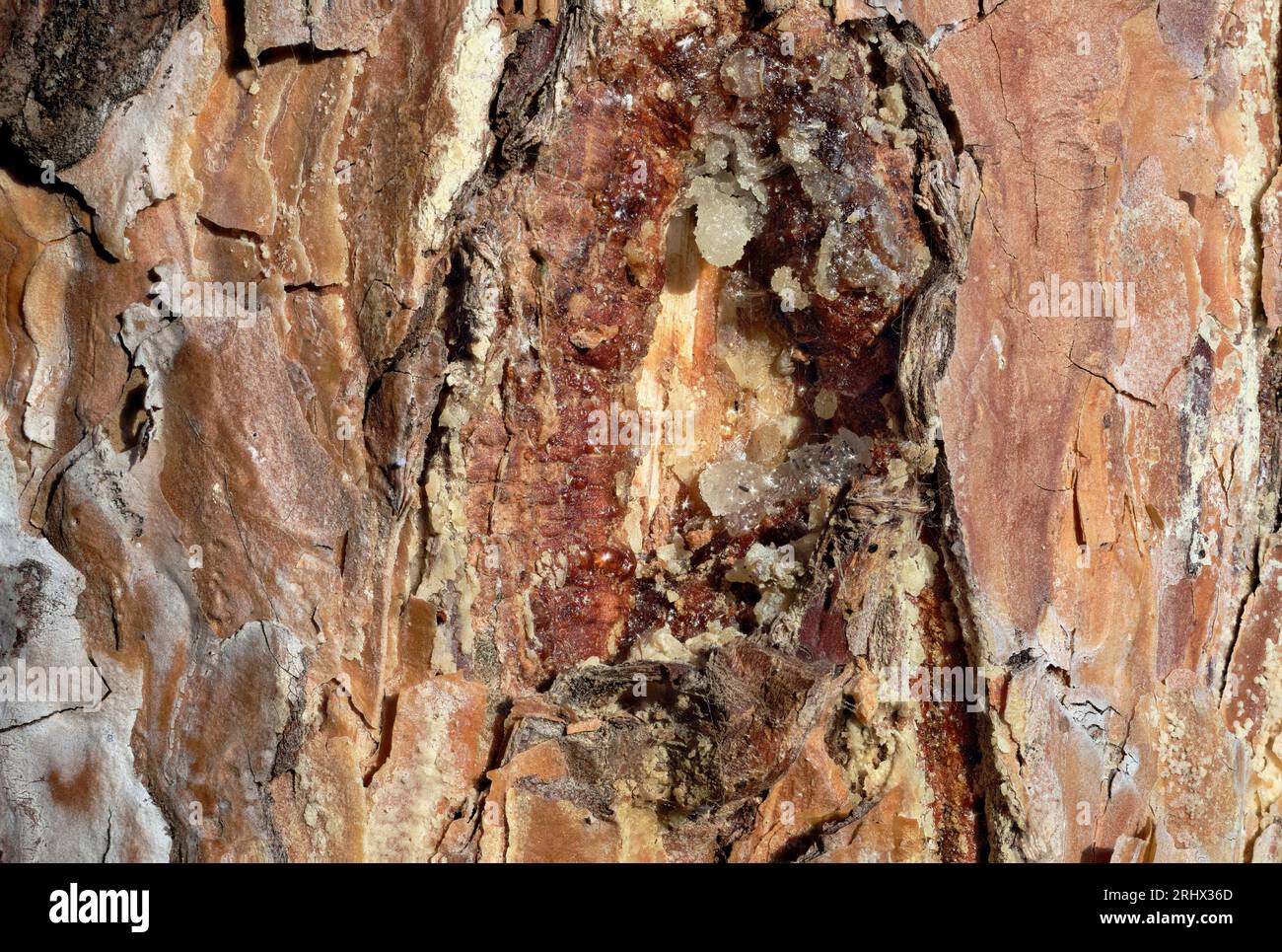 Up close image of a pine bark with the rosin in different shapes and