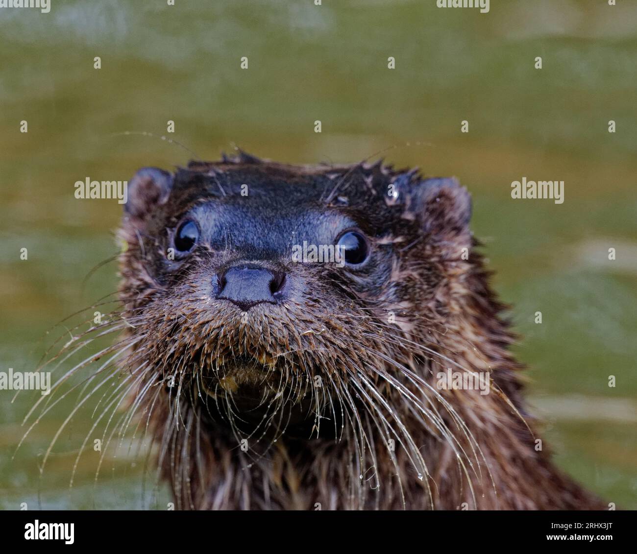Eurasian Otter (Lutra lutra) Juvenile with wet fur looking Stock Photo
